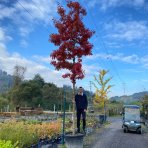 Dub červený (Quercus rubra) - výška: 600 cm, kont. C230L